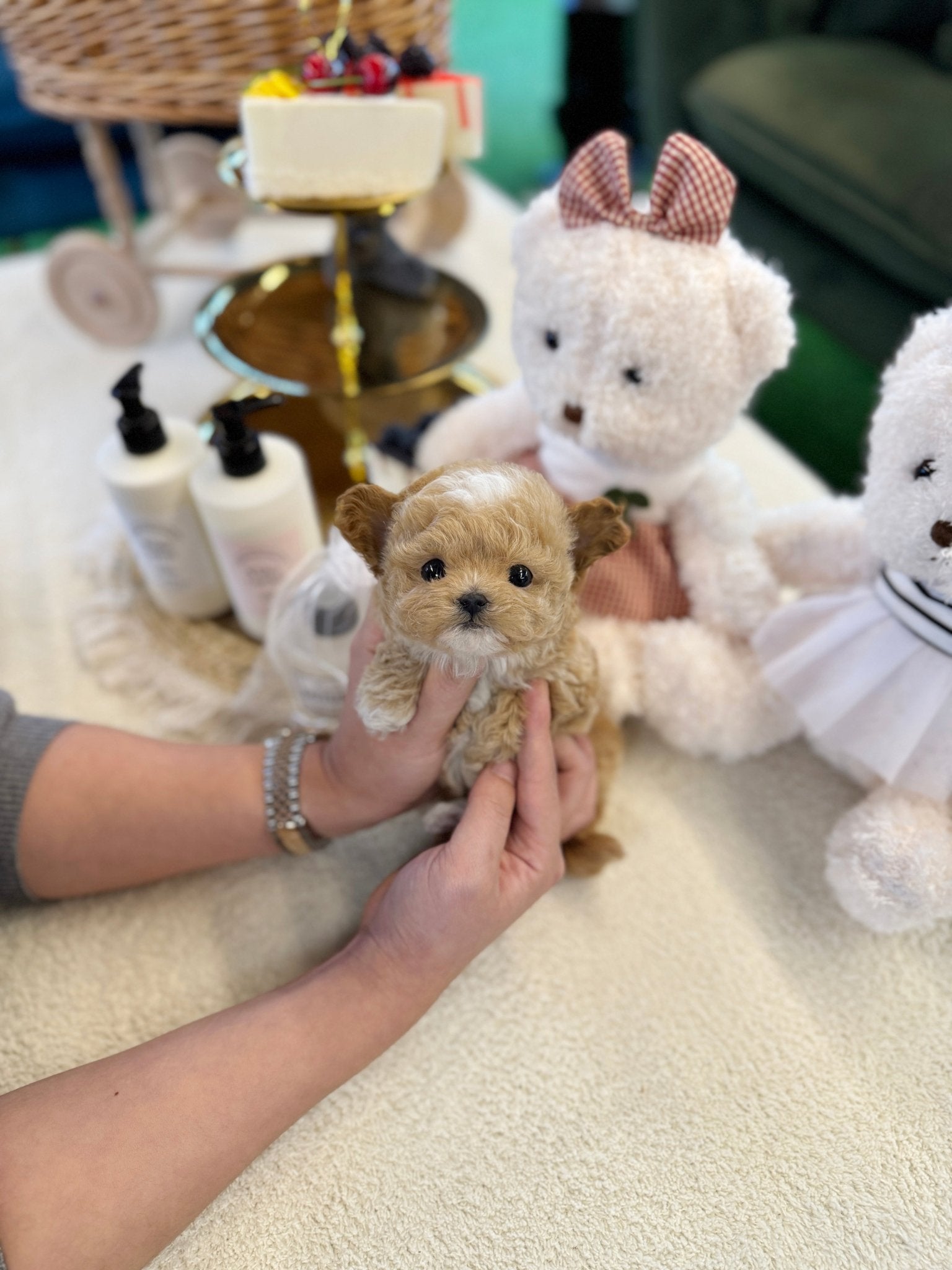 Maltipoo - Jara(Male) - Beautiful puppy teacup puppy with adorable features available for adoption from Velydog