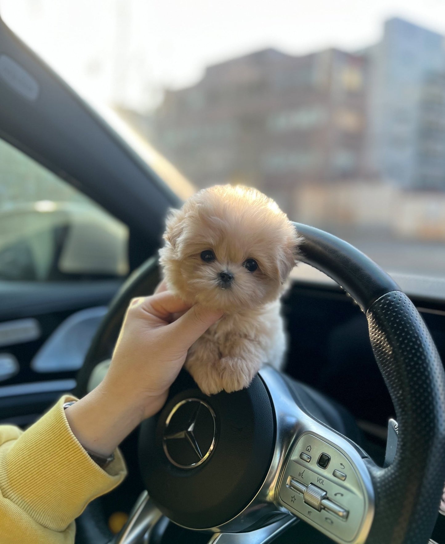 Maltipoo - Jasper(Female) - Beautiful puppy teacup puppy with adorable features available for adoption from Velydog