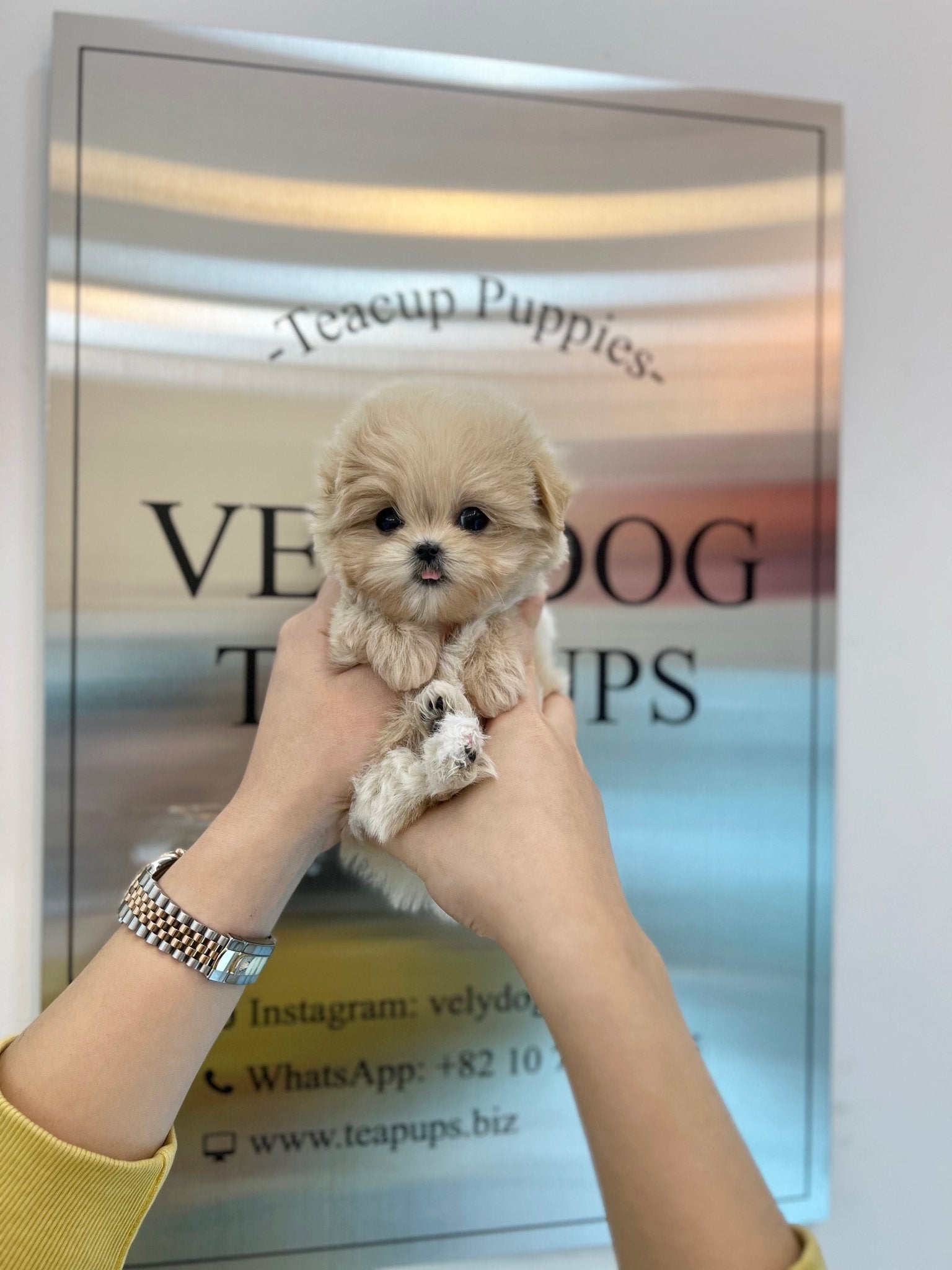 Maltipoo - Jasper(Female) - Beautiful puppy teacup puppy with adorable features available for adoption from Velydog