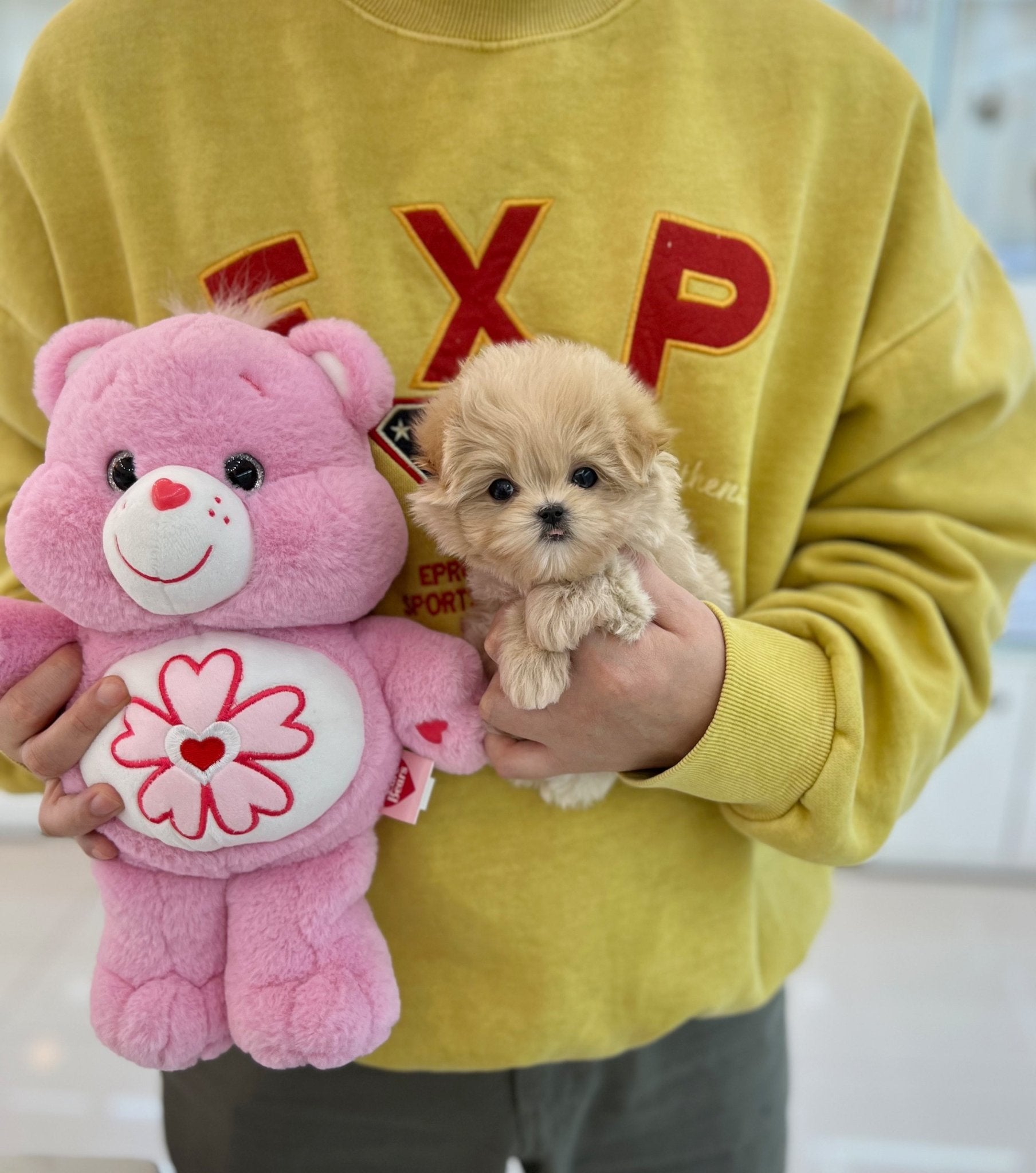 Maltipoo - Jasper(Female) - Beautiful puppy teacup puppy with adorable features available for adoption from Velydog