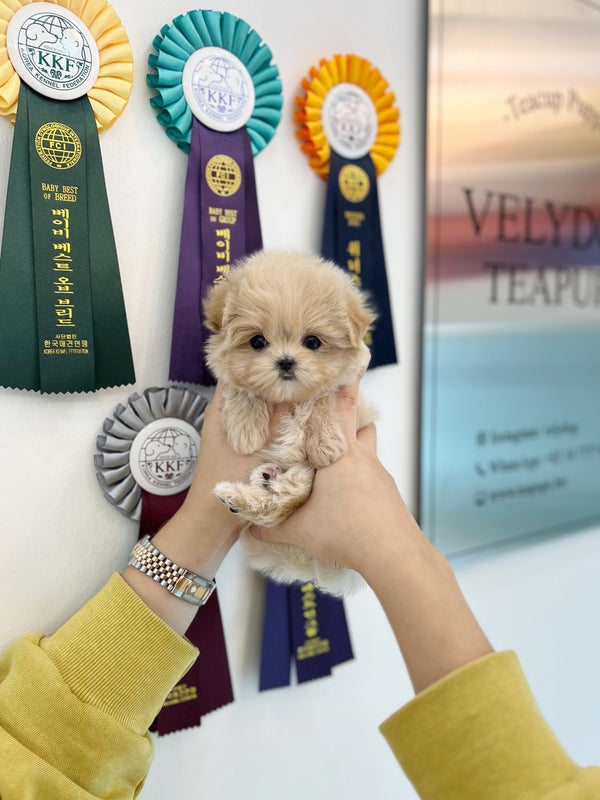 Maltipoo - Jasper(Female) - Beautiful puppy teacup puppy with adorable features available for adoption from Velydog