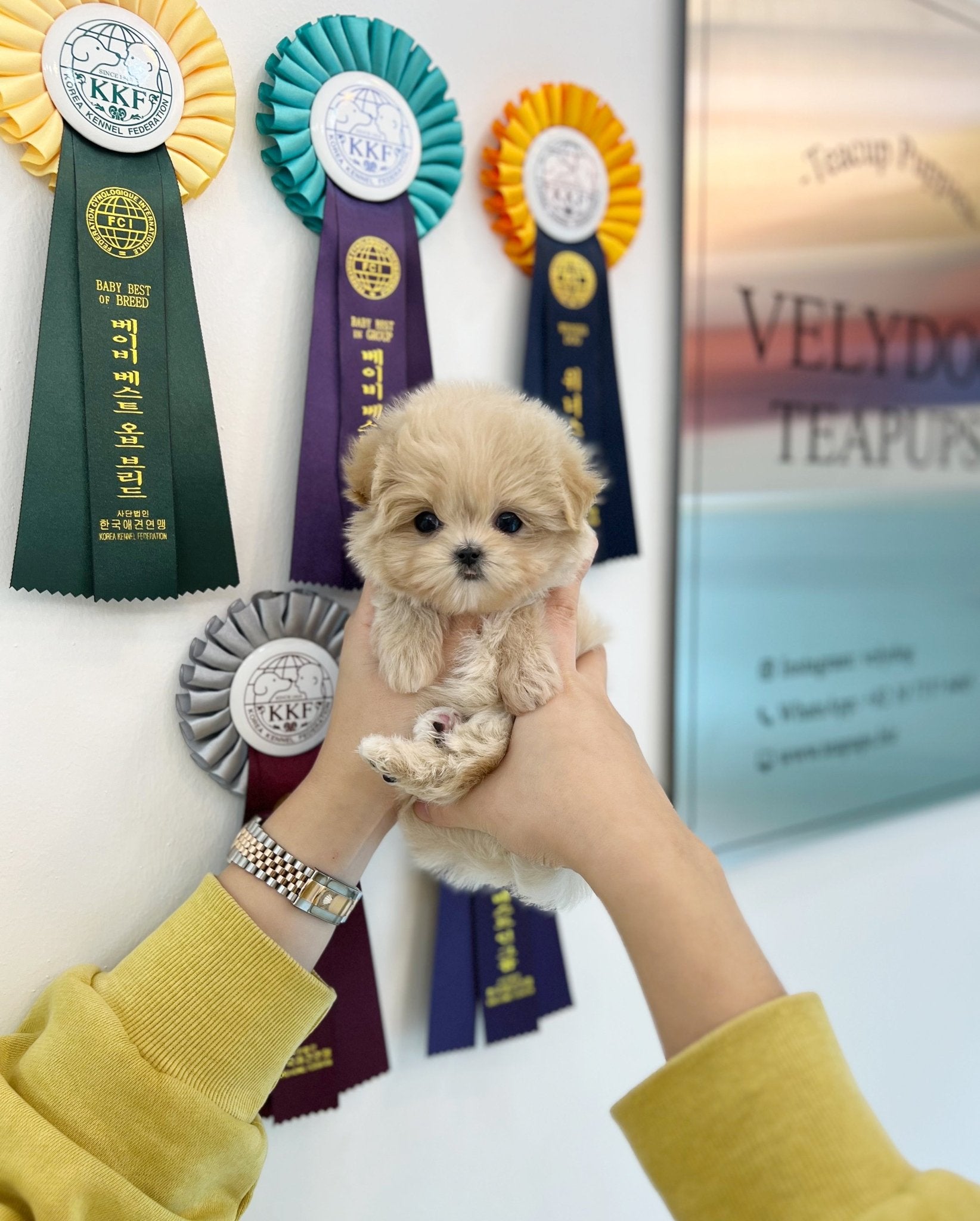 Maltipoo - Jasper(Female) - Beautiful puppy teacup puppy with adorable features available for adoption from Velydog