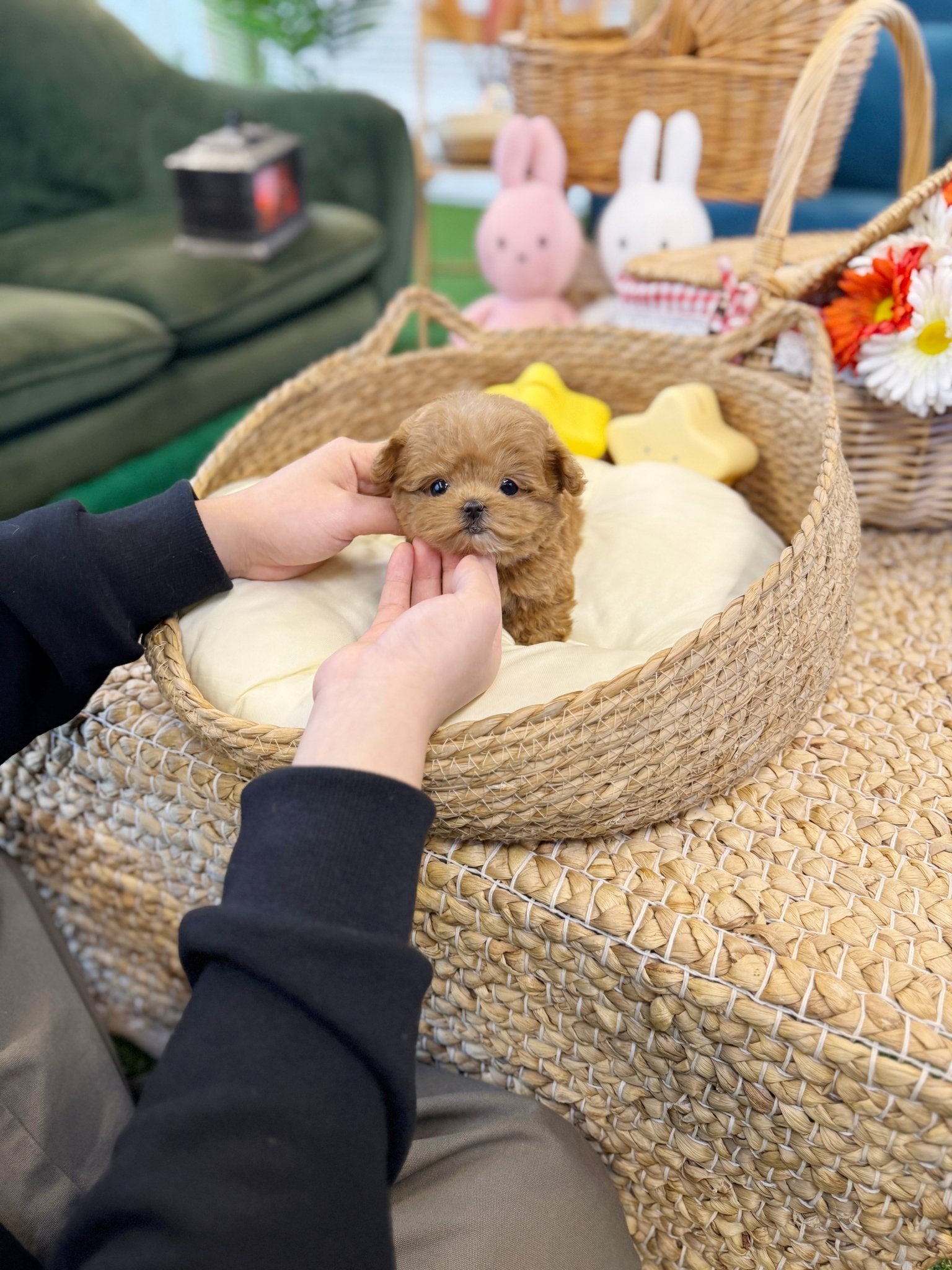 Maltipoo - Jello(Female) - Beautiful puppy teacup puppy with adorable features available for adoption from Velydog