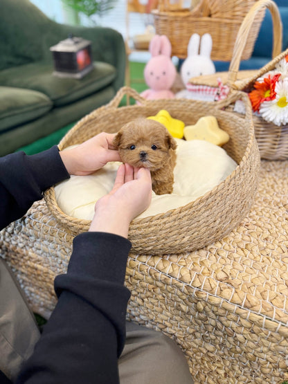 Maltipoo - Jello(Female) - Beautiful puppy teacup puppy with adorable features available for adoption from Velydog