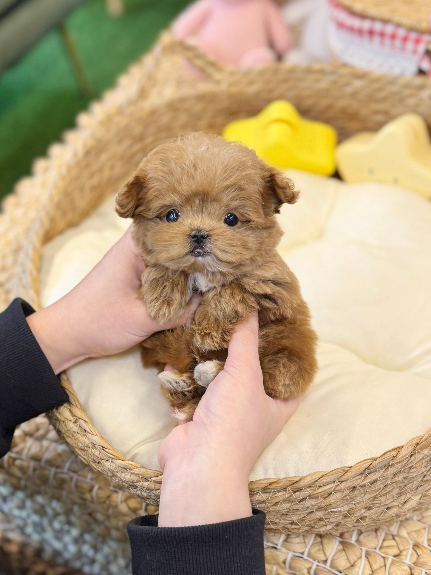 Maltipoo - Jello(Female) - Beautiful puppy teacup puppy with adorable features available for adoption from Velydog