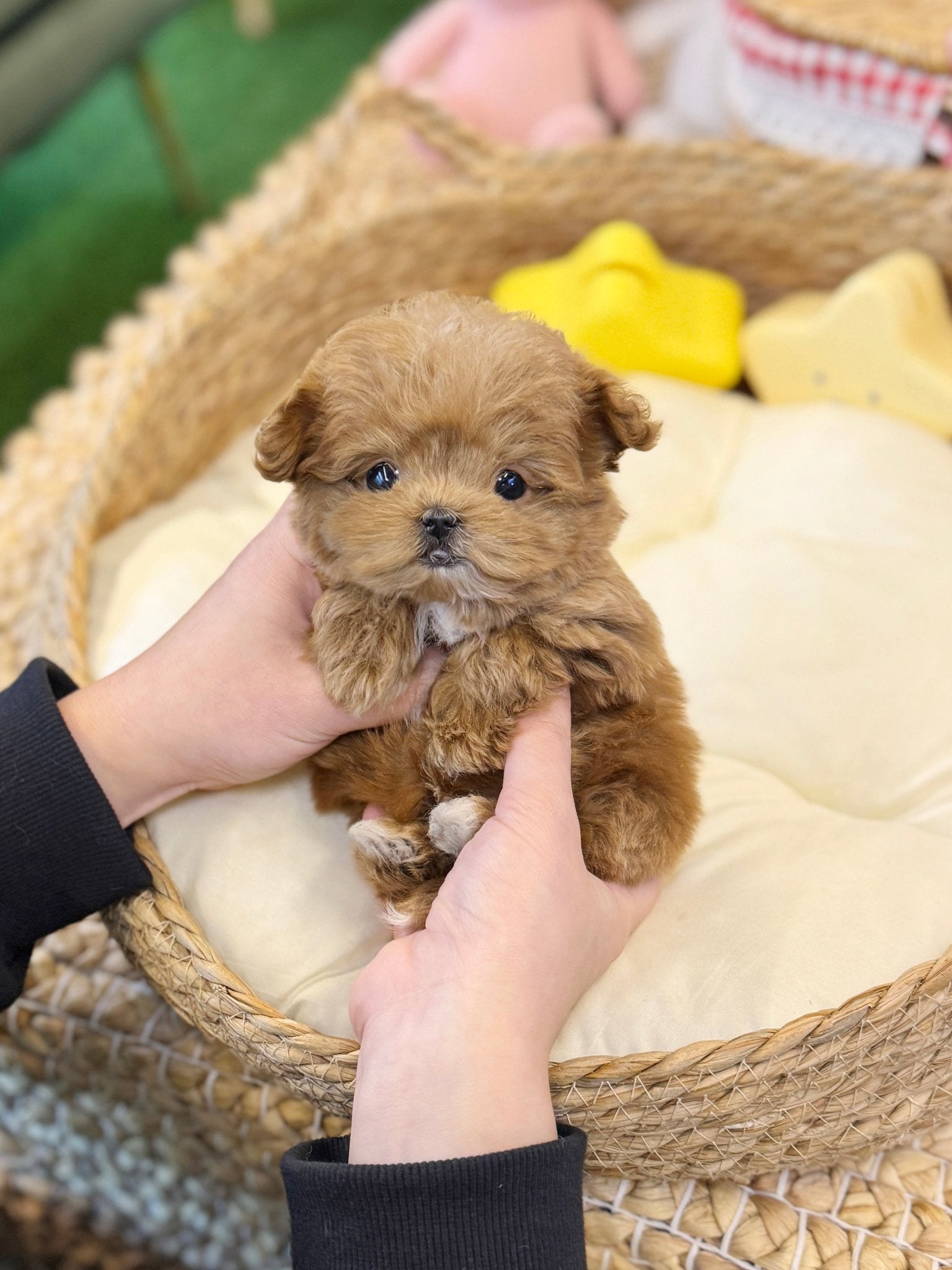 Maltipoo - Jello(Female) - Beautiful puppy teacup puppy with adorable features available for adoption from Velydog