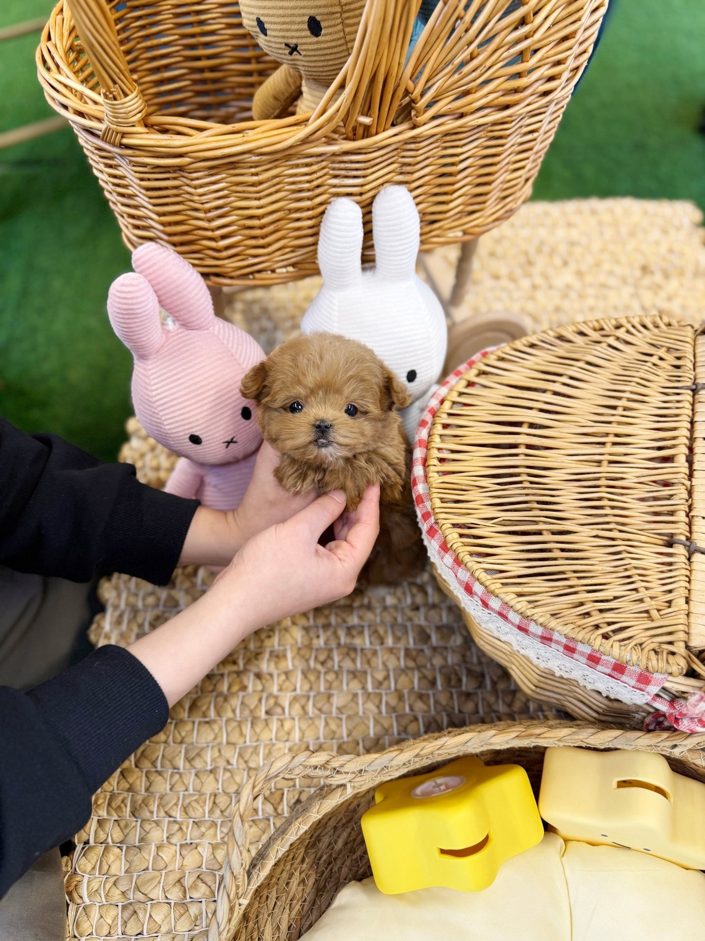 Maltipoo - Jello(Female) - Beautiful puppy teacup puppy with adorable features available for adoption from Velydog