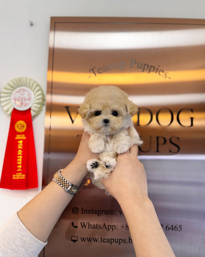 Maltipoo - Jelly(Female) - Beautiful puppy teacup puppy with adorable features available for adoption from Velydog