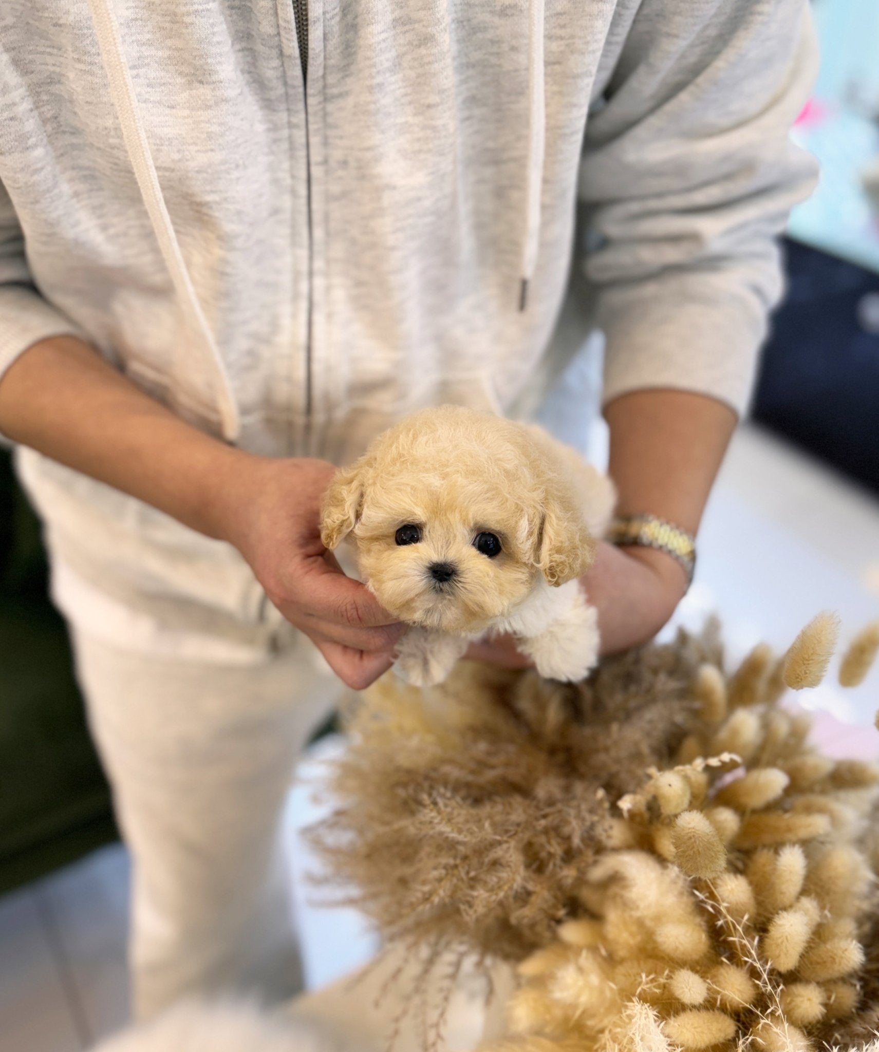 Maltipoo - Jelly(Female) - Beautiful puppy teacup puppy with adorable features available for adoption from Velydog