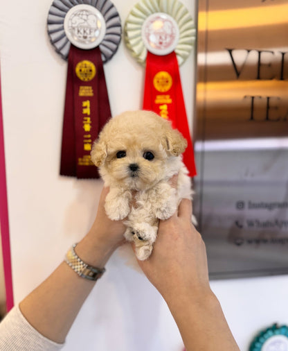 Maltipoo - Jelly(Female) - Beautiful puppy teacup puppy with adorable features available for adoption from Velydog