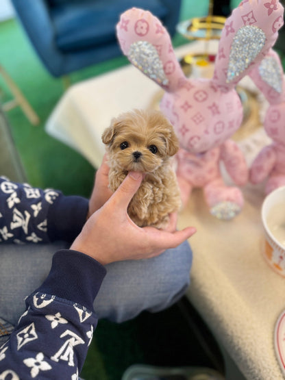 Maltipoo - Jenna(Female) - Beautiful puppy teacup puppy with adorable features available for adoption from Velydog