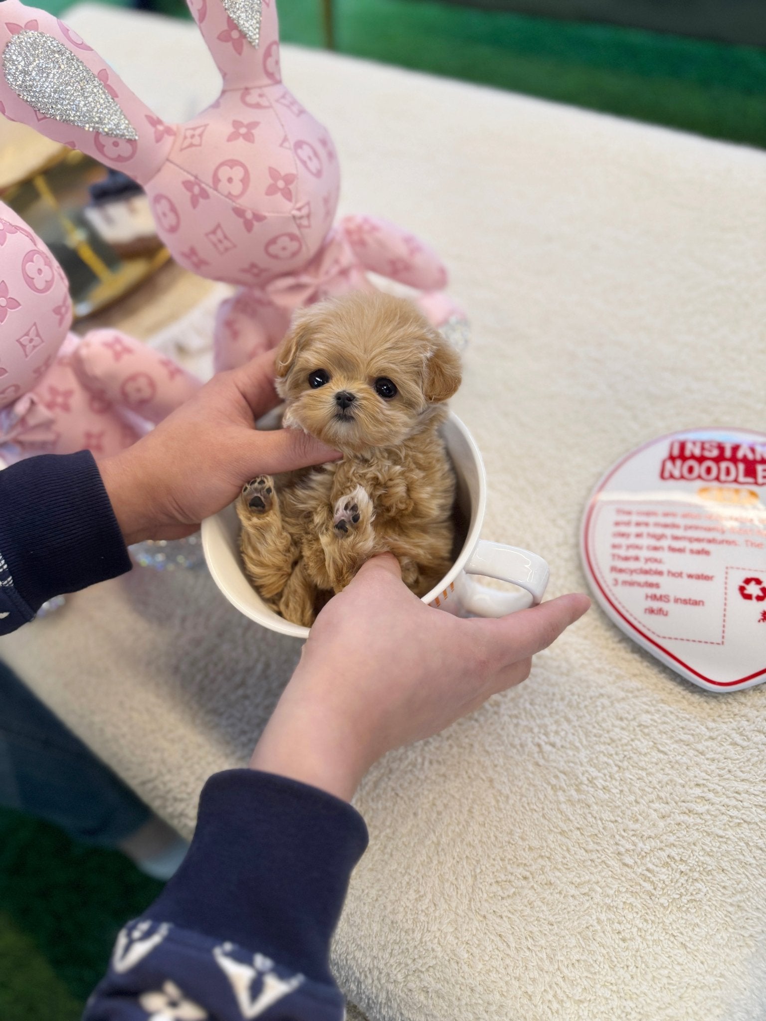 Maltipoo - Jenna(Female) - Beautiful puppy teacup puppy with adorable features available for adoption from Velydog