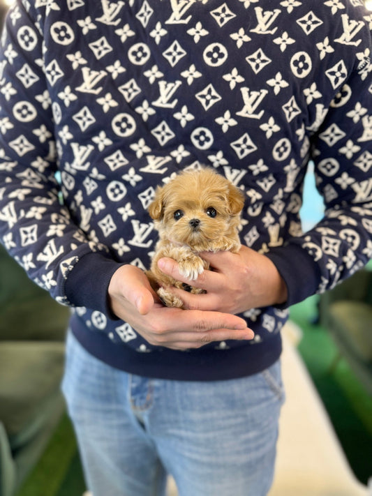 Maltipoo - Jenna(Female) - Beautiful puppy teacup puppy with adorable features available for adoption from Velydog