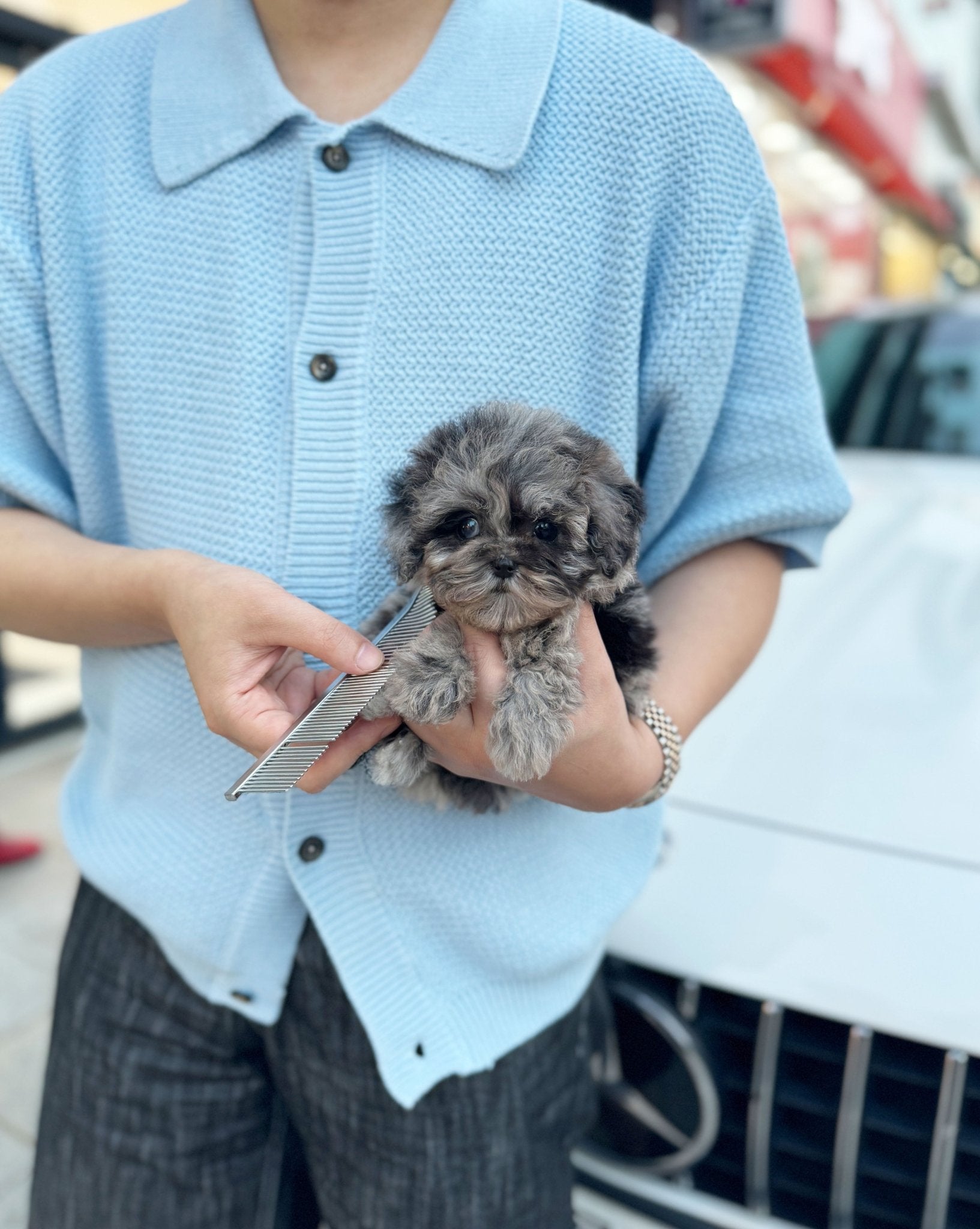 Maltipoo - Jessica(Female) - Beautiful puppy teacup puppy with adorable features available for adoption from Velydog