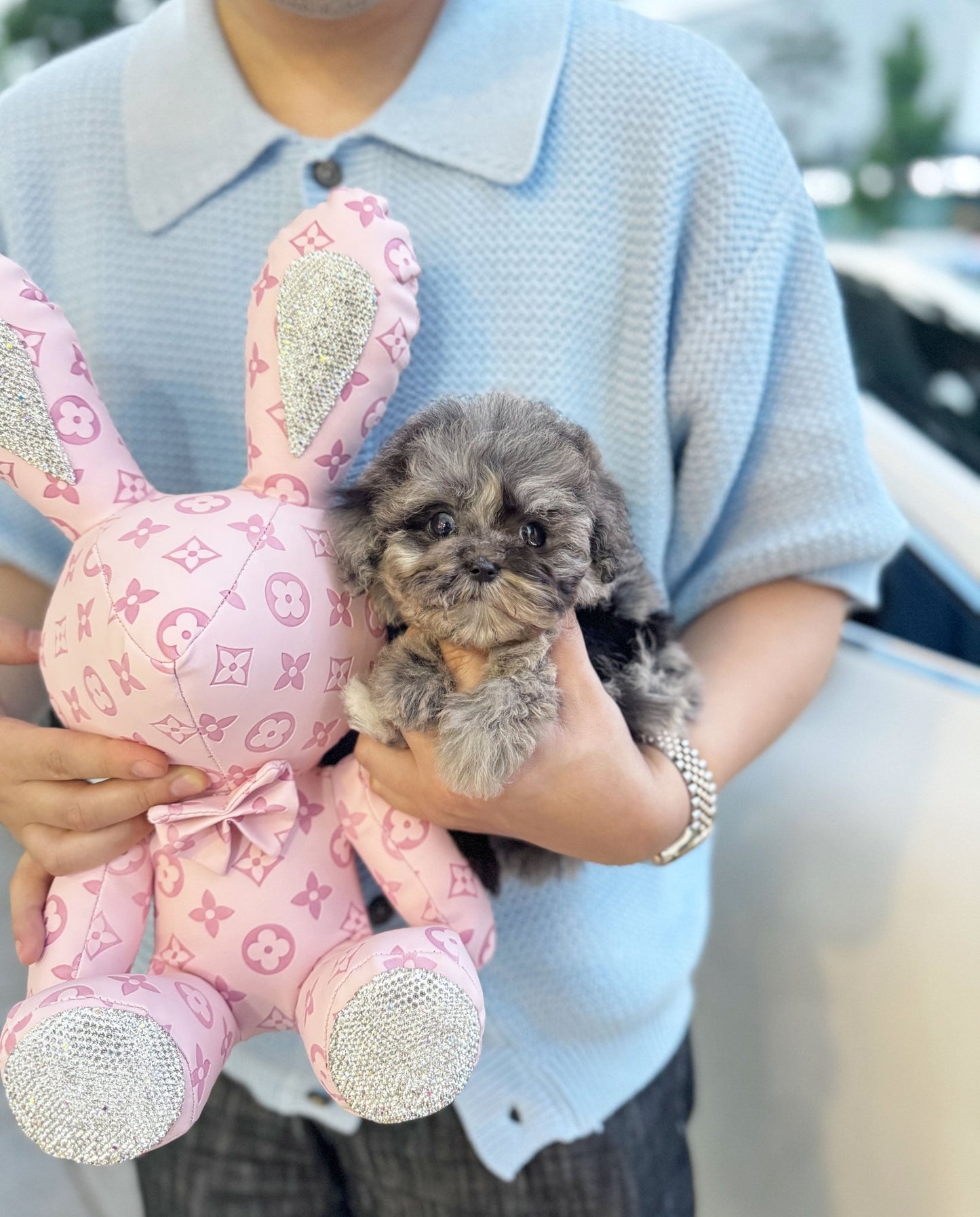 Maltipoo - Jessica(Female) - Beautiful puppy teacup puppy with adorable features available for adoption from Velydog