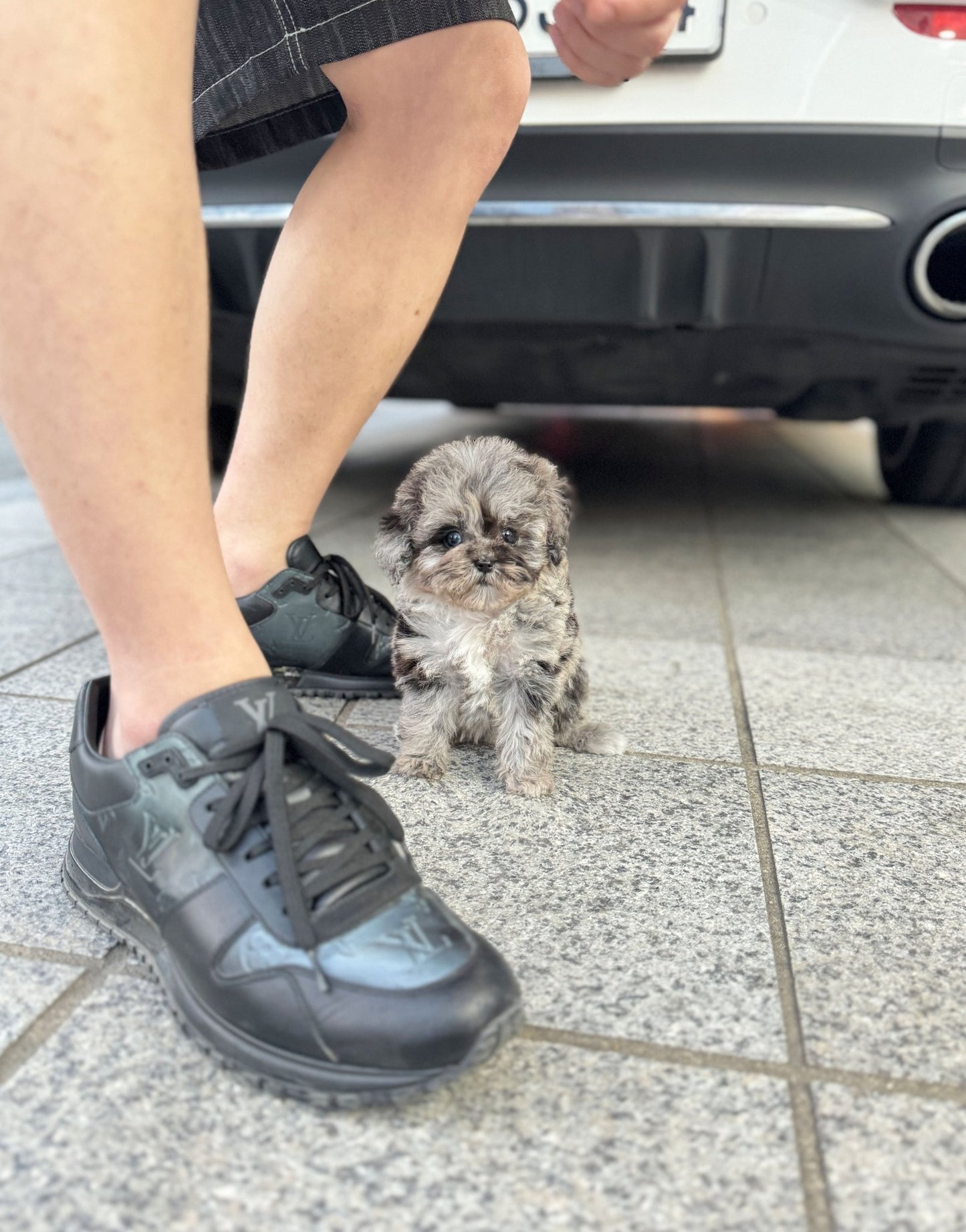 Maltipoo - Jessica(Female) - Beautiful puppy teacup puppy with adorable features available for adoption from Velydog