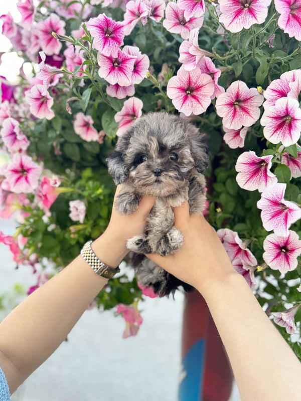 Maltipoo - Jessica(Female) - Beautiful puppy teacup puppy with adorable features available for adoption from Velydog