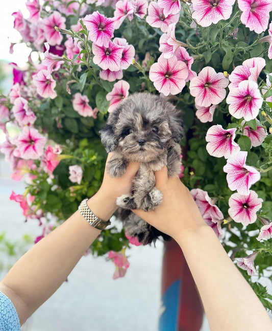 Maltipoo - Jessica(Female) - Beautiful puppy teacup puppy with adorable features available for adoption from Velydog