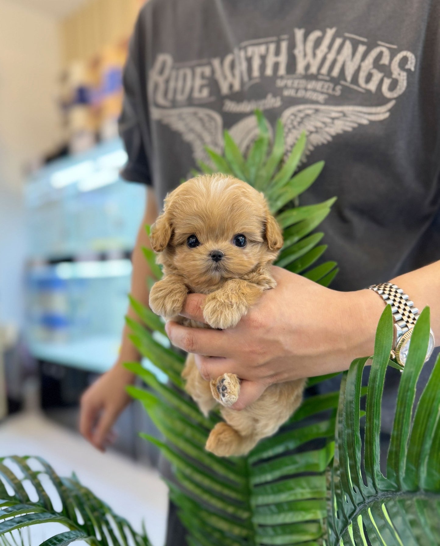 Maltipoo - Jix(Male) - Beautiful puppy teacup puppy with adorable features available for adoption from Velydog