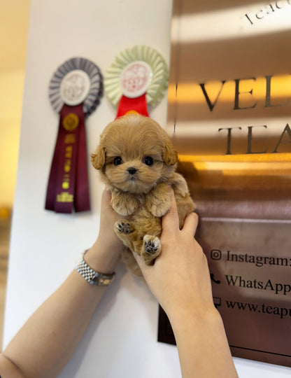 Maltipoo - Jix(Male) - Beautiful puppy teacup puppy with adorable features available for adoption from Velydog