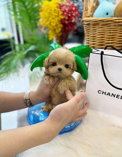 Maltipoo - Jix(Male) - Beautiful puppy teacup puppy with adorable features available for adoption from Velydog