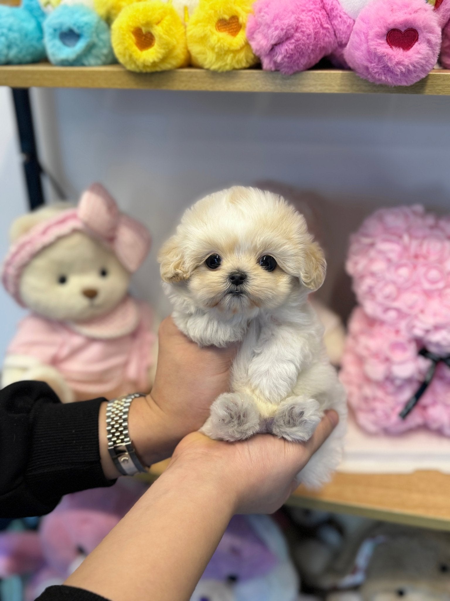 Maltipoo - Joa(Male) - Beautiful puppy teacup puppy with adorable features available for adoption from Velydog