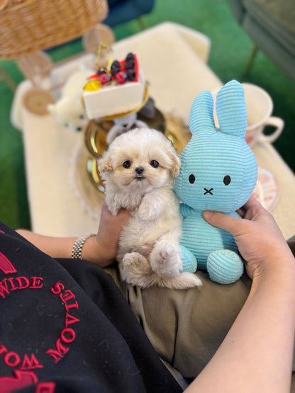 Maltipoo - Joa(Male) - Beautiful puppy teacup puppy with adorable features available for adoption from Velydog