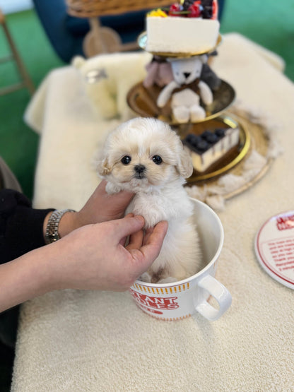 Maltipoo - Joa(Male) - Beautiful puppy teacup puppy with adorable features available for adoption from Velydog