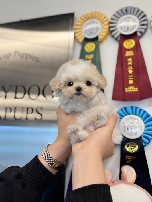 Maltipoo - Joa(Male) - Beautiful puppy teacup puppy with adorable features available for adoption from Velydog