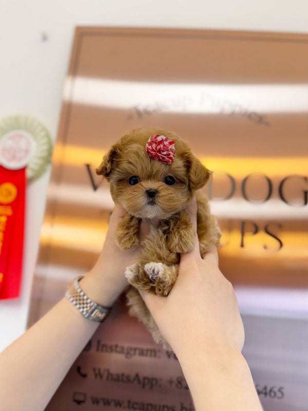 Maltipoo - Joanna(Female) - Beautiful puppy teacup puppy with adorable features available for adoption from Velydog