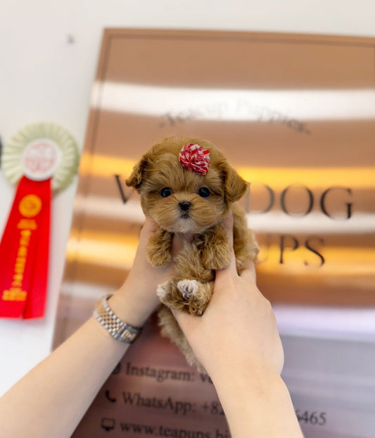 Maltipoo - Joanna(Female) - Beautiful puppy teacup puppy with adorable features available for adoption from Velydog