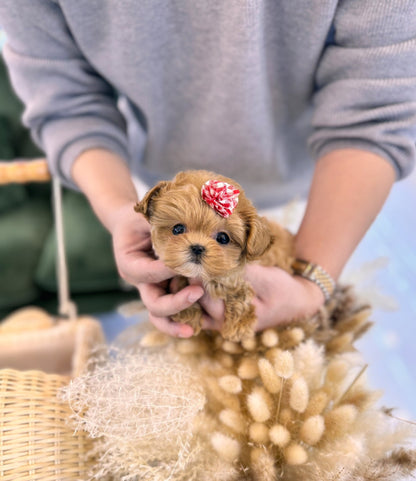 Maltipoo - Joanna(Female) - Beautiful puppy teacup puppy with adorable features available for adoption from Velydog