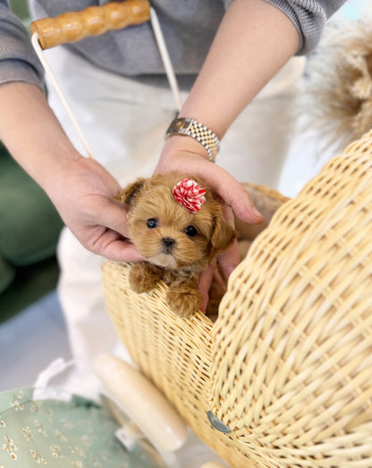 Maltipoo - Joanna(Female) - Beautiful puppy teacup puppy with adorable features available for adoption from Velydog