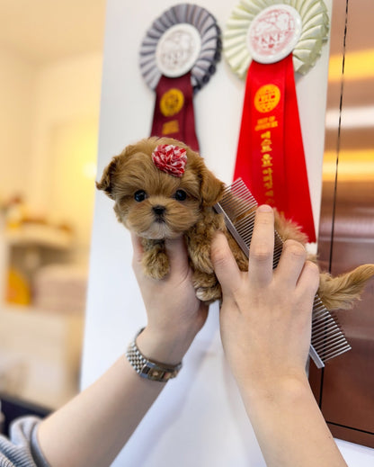 Maltipoo - Joanna(Female) - Beautiful puppy teacup puppy with adorable features available for adoption from Velydog