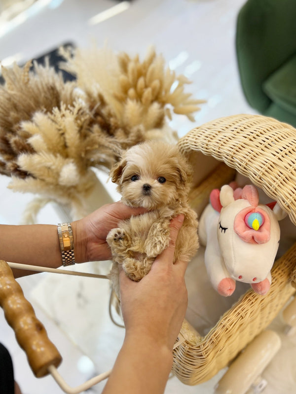 Maltipoo - Joseph(Male) - Beautiful puppy teacup puppy with adorable features available for adoption from Velydog