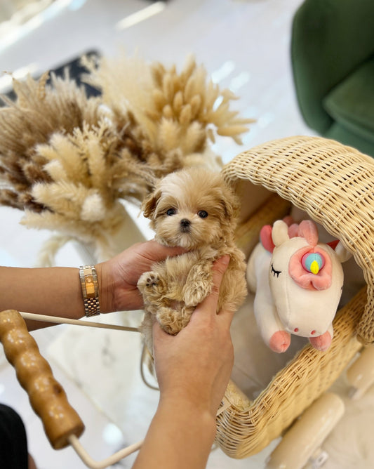 Maltipoo - Joseph(Male) - Beautiful puppy teacup puppy with adorable features available for adoption from Velydog