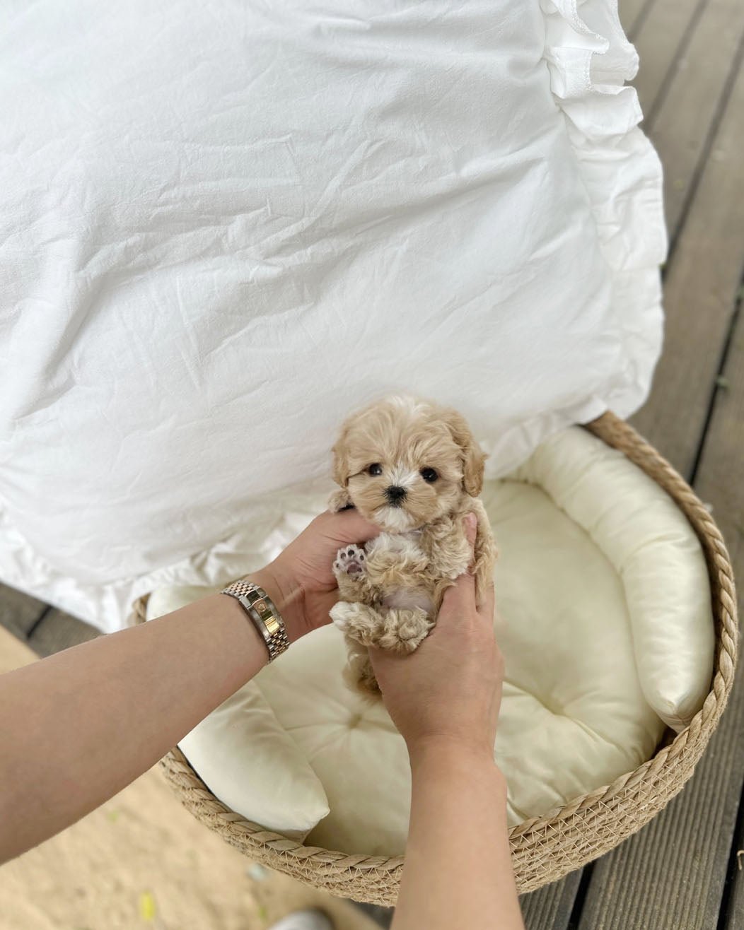 Maltipoo - June(Male) - Beautiful puppy teacup puppy with adorable features available for adoption from Velydog