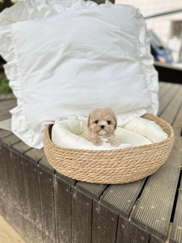 Maltipoo - June(Male) - Beautiful puppy teacup puppy with adorable features available for adoption from Velydog