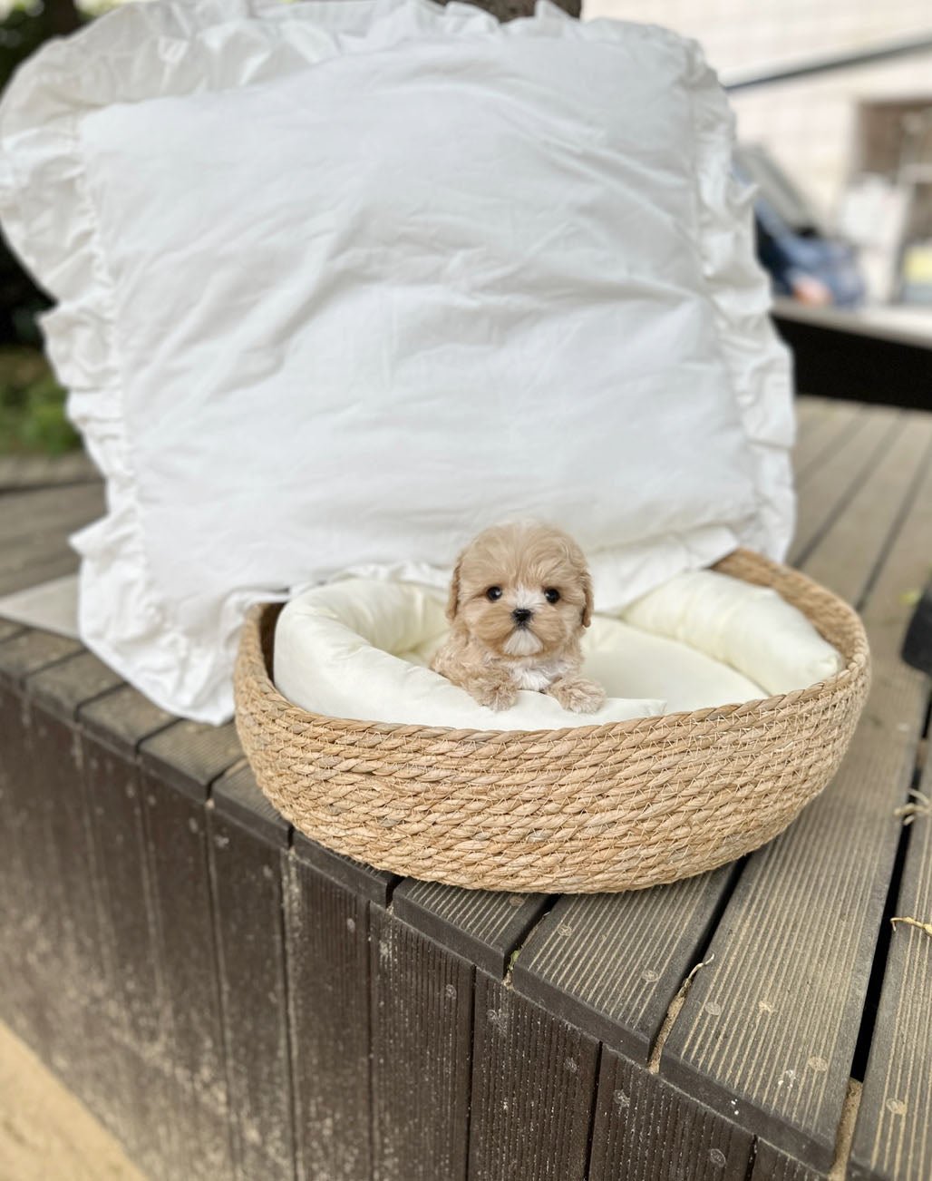 Maltipoo - June(Male) - Beautiful puppy teacup puppy with adorable features available for adoption from Velydog