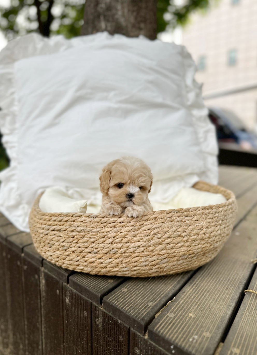 Maltipoo - June(Male) - Beautiful puppy teacup puppy with adorable features available for adoption from Velydog