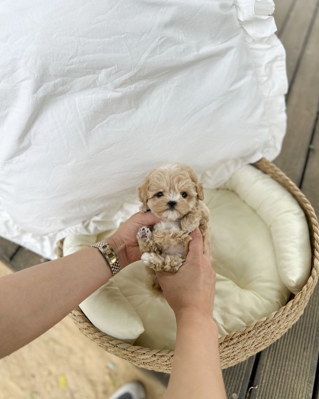 Maltipoo - June(Male) - Beautiful puppy teacup puppy with adorable features available for adoption from Velydog