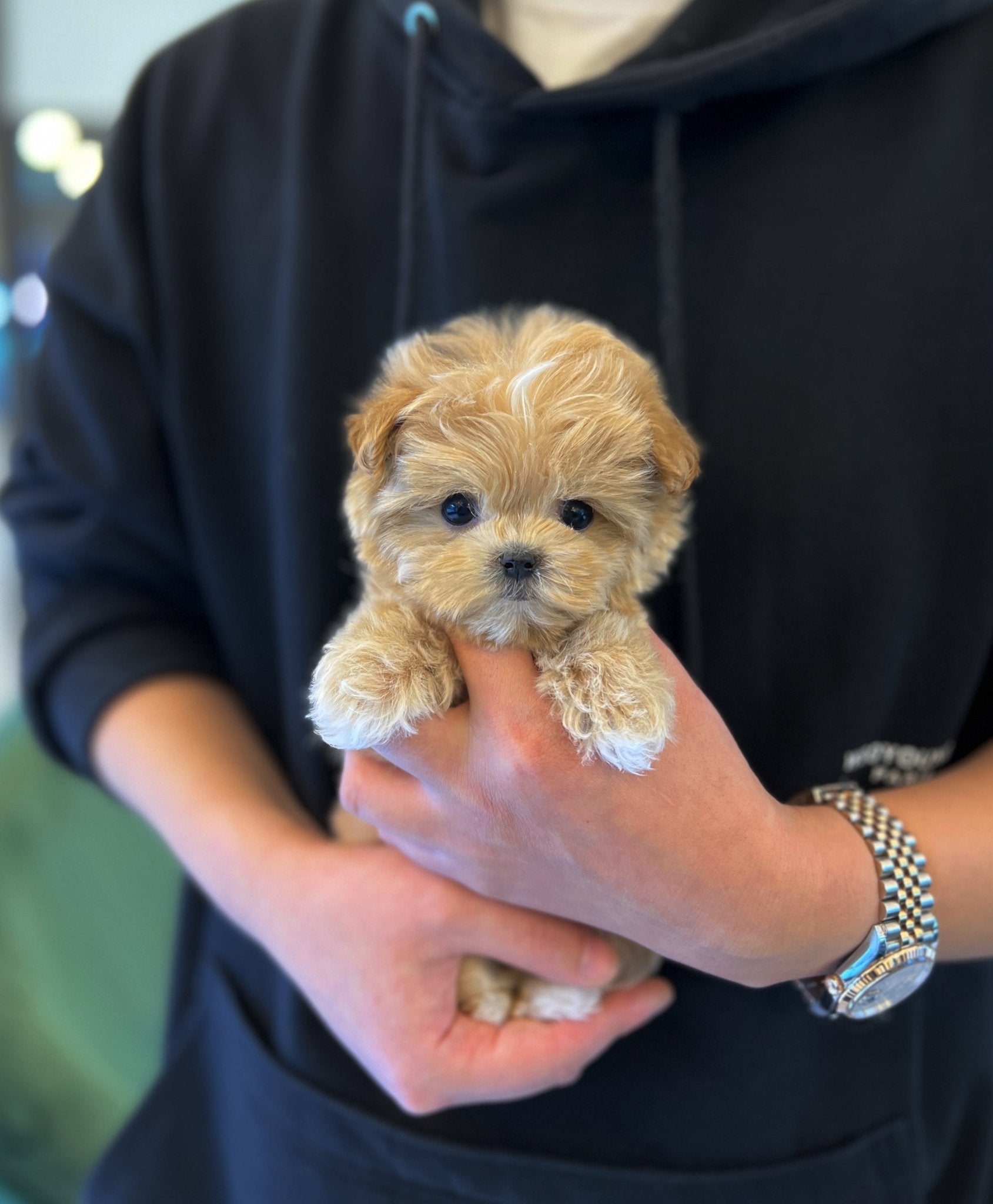 Maltipoo - Jung kook - Beautiful puppy teacup puppy with adorable features available for adoption from Velydog