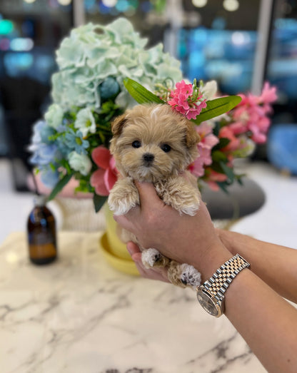 Maltipoo - Jung kook - Beautiful puppy teacup puppy with adorable features available for adoption from Velydog