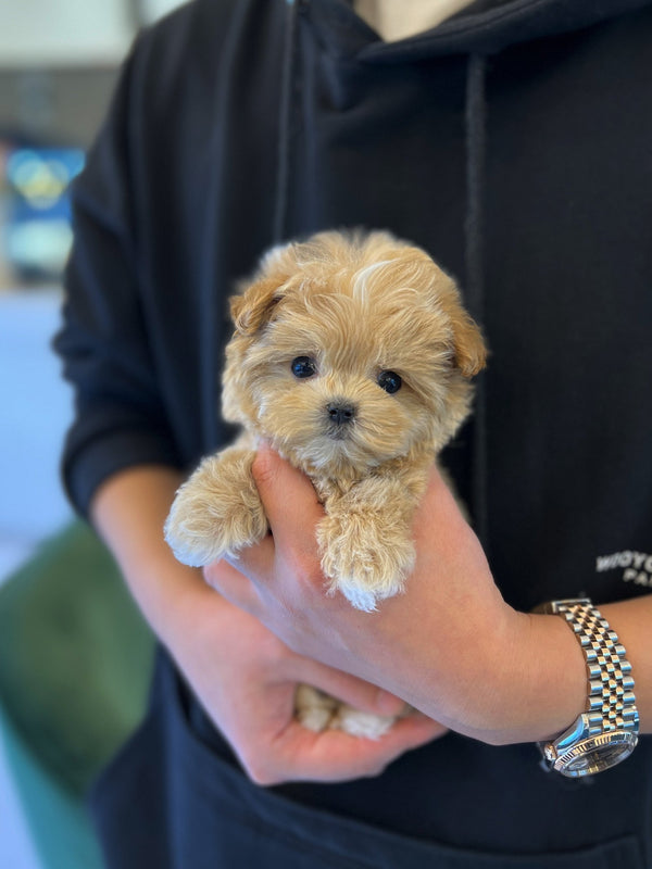 Maltipoo - Jung kook - Beautiful puppy teacup puppy with adorable features available for adoption from Velydog