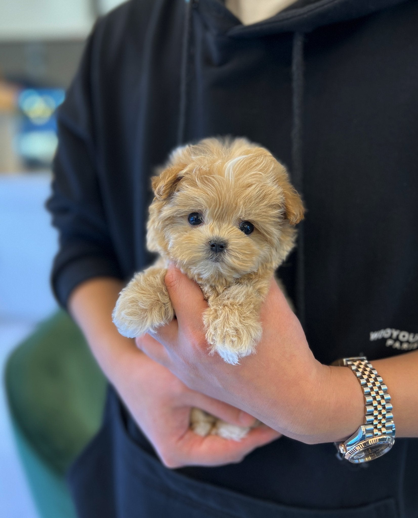 Maltipoo - Jung kook - Beautiful puppy teacup puppy with adorable features available for adoption from Velydog