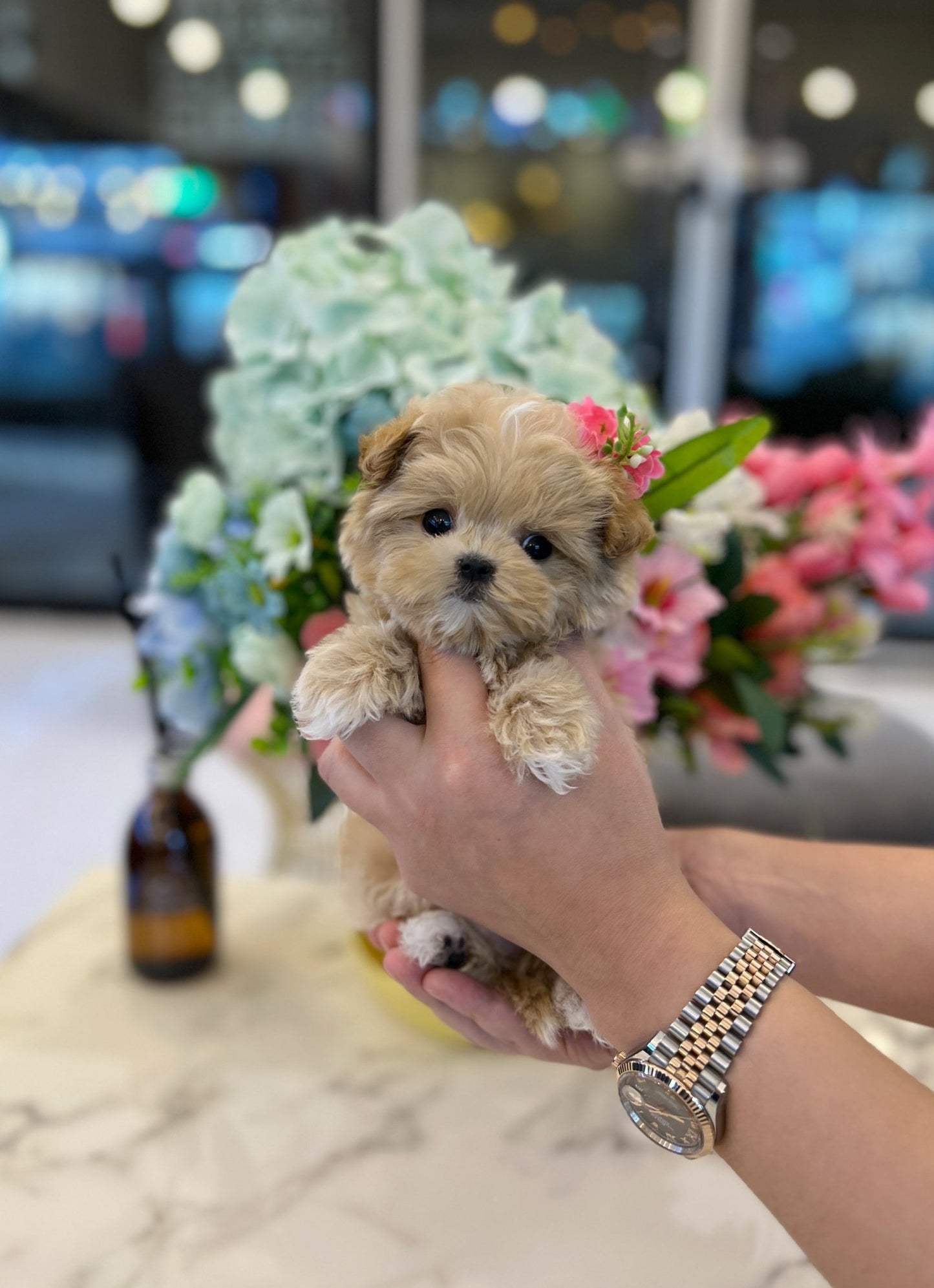 Maltipoo - Jung kook - Beautiful puppy teacup puppy with adorable features available for adoption from Velydog