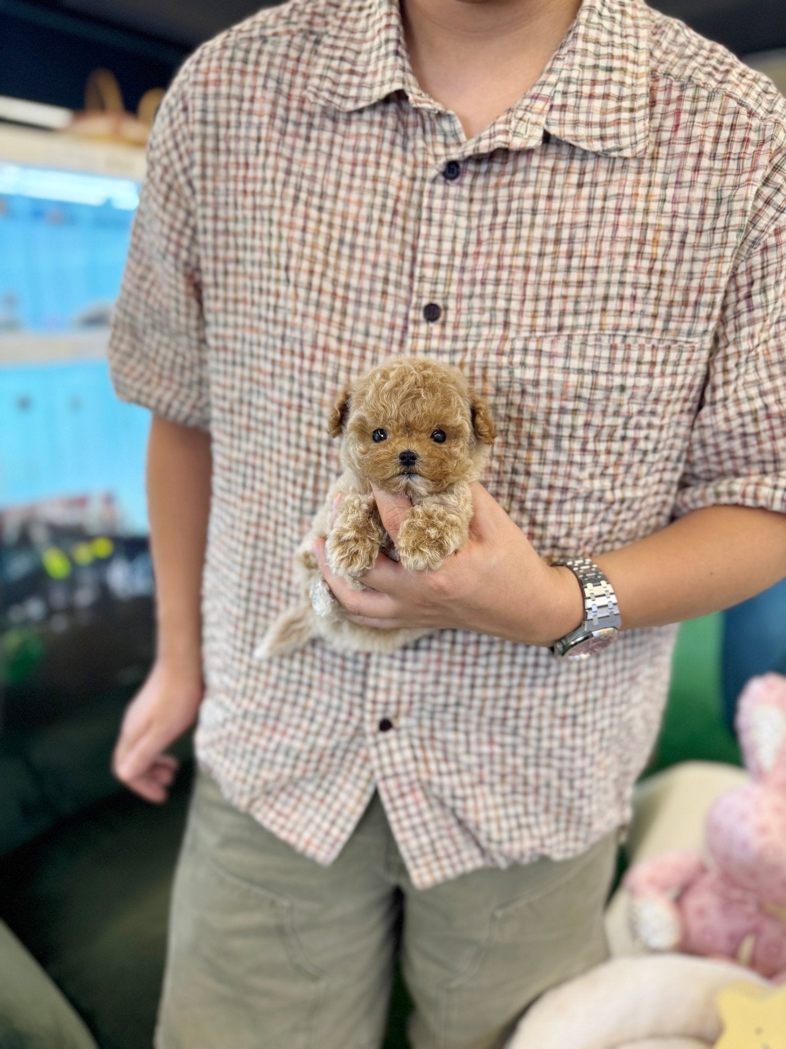 Maltipoo - Kardi(Female) - Beautiful puppy teacup puppy with adorable features available for adoption from Velydog
