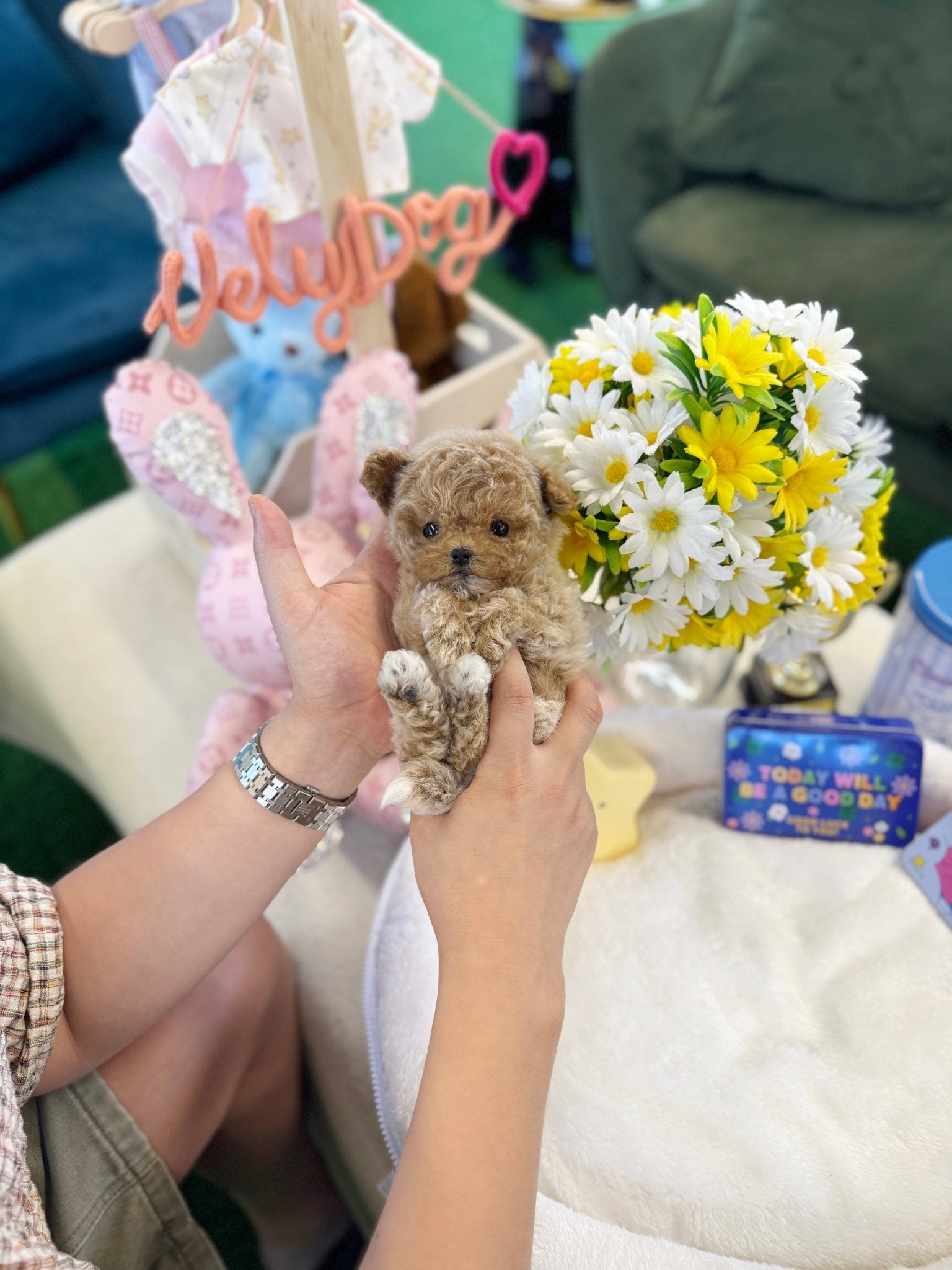 Maltipoo - Kardi(Female) - Beautiful puppy teacup puppy with adorable features available for adoption from Velydog
