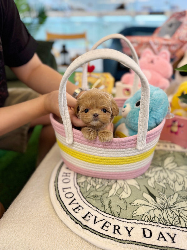 Maltipoo - Kelly(Female) - Beautiful puppy teacup puppy with adorable features available for adoption from Velydog