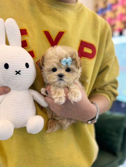 Maltipoo - Kennedy(Male) - Beautiful puppy teacup puppy with adorable features available for adoption from Velydog